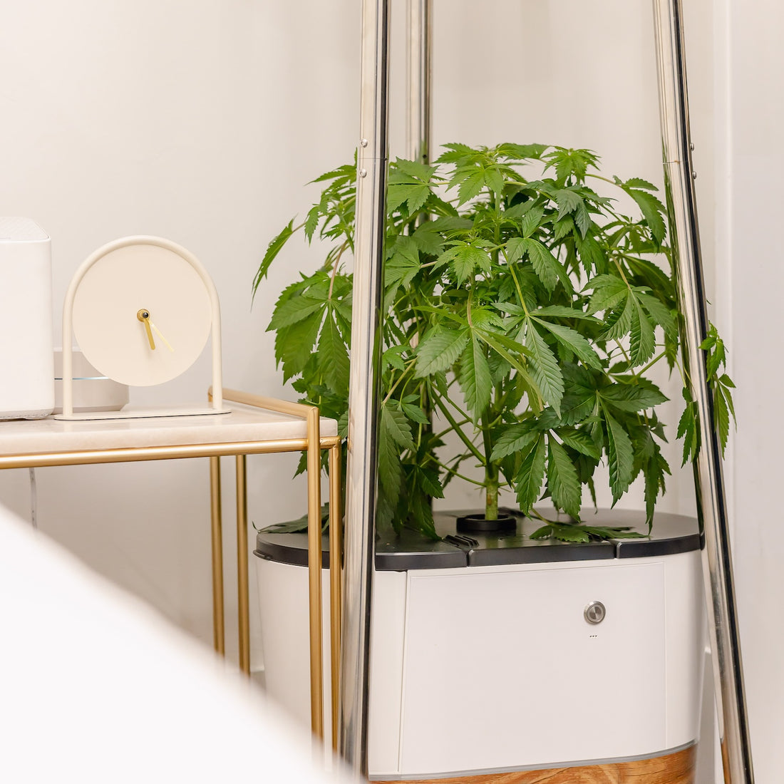 Growing Together: How Rentals are Revolutionizing Home Growing
